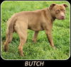 Butch