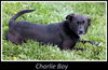 Charlie Boy