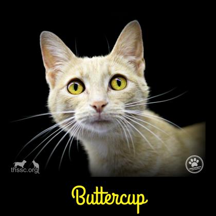 Buttercup