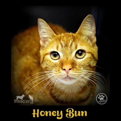 Honey Bun