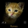 Romeo