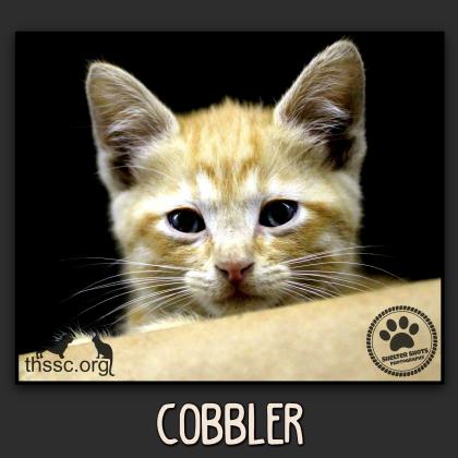 Cobbler