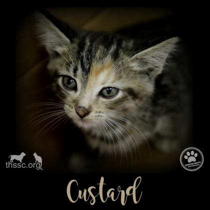 Custard
