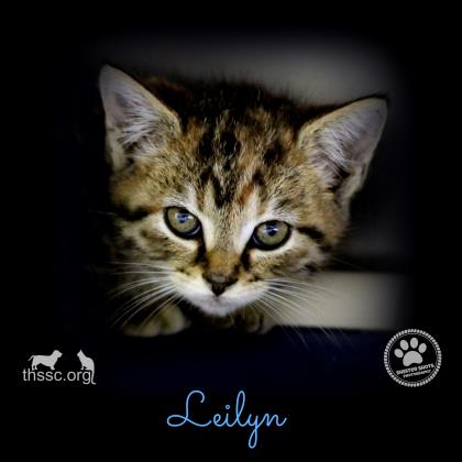 Leilyn