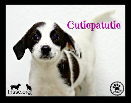 Cutiepatutie