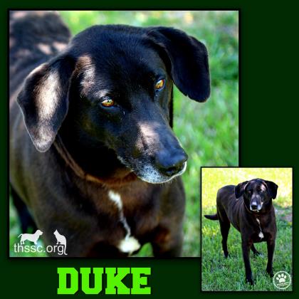 Duke