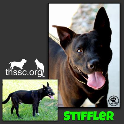 Stiffler