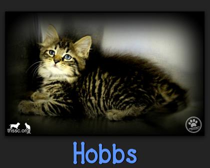 Hobbs