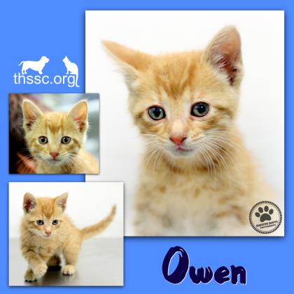 Owen