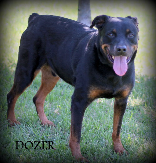 Dozer