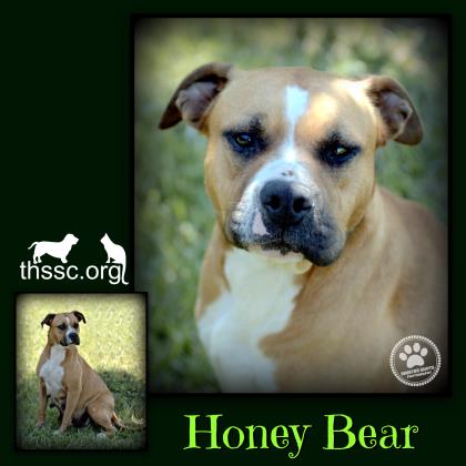 Honey Bear