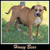 Honey Bear