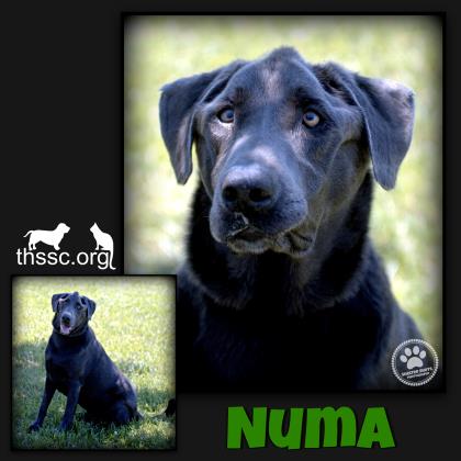 Numa