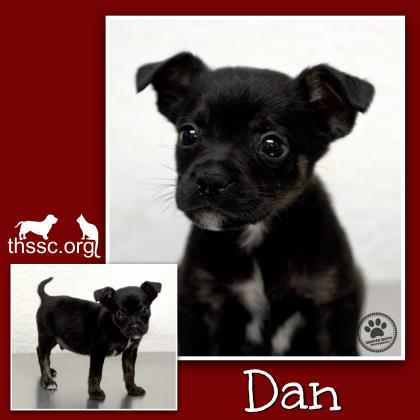 Dan