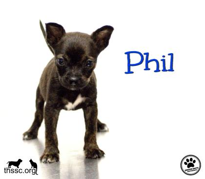 Phil