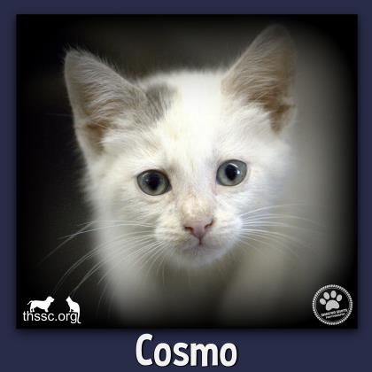 Cosmo