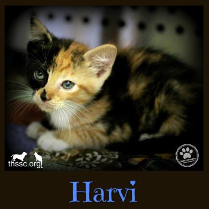 Harvi