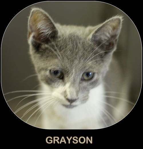 Grayson