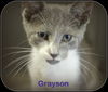 Grayson