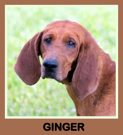 Ginger