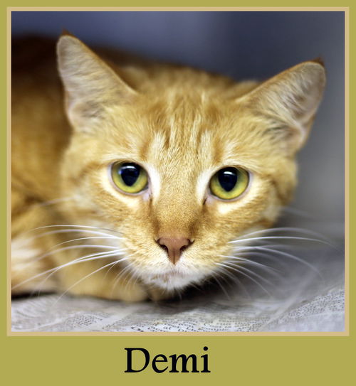 Demi