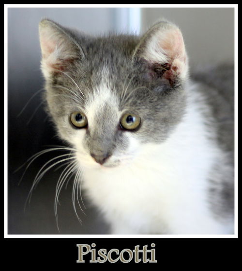 Piscotti