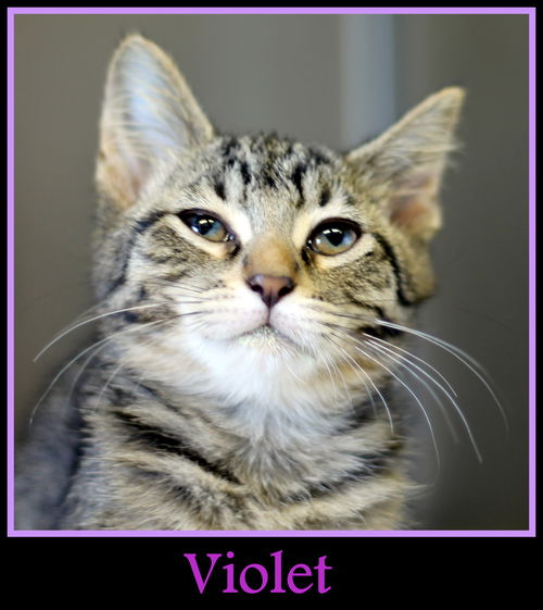 Violet