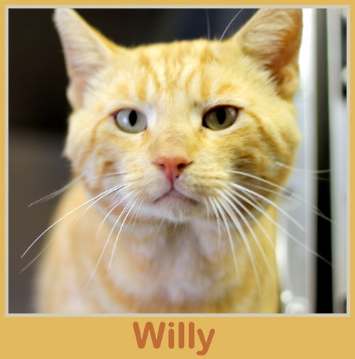 Willy