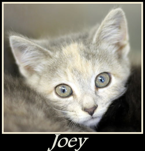 Joey