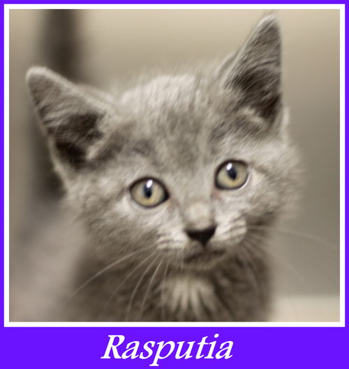 Rasputia