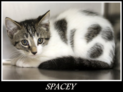 Spacey