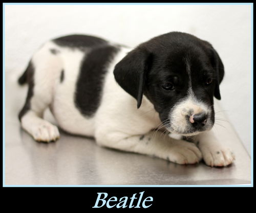 Beatle