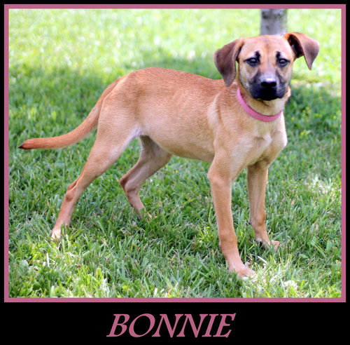 Bonnie