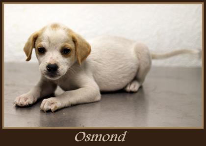 Osmond