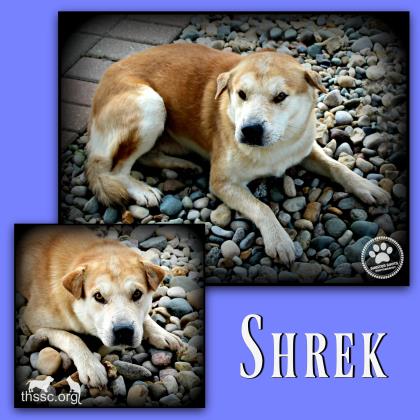 Shrek