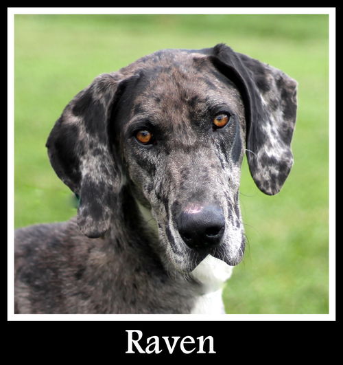 Raven