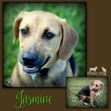 Jasmine
