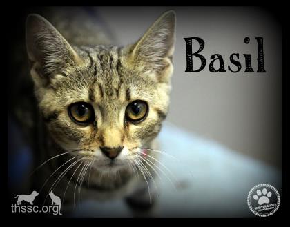 Basil