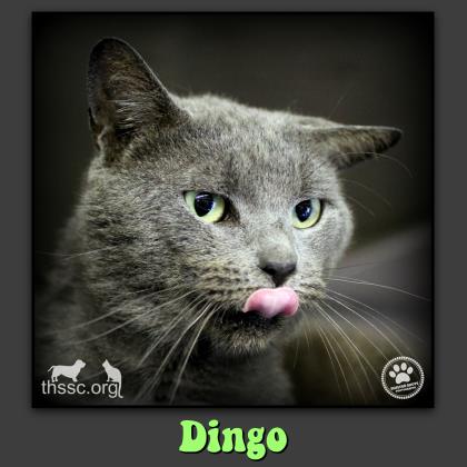 Dingo