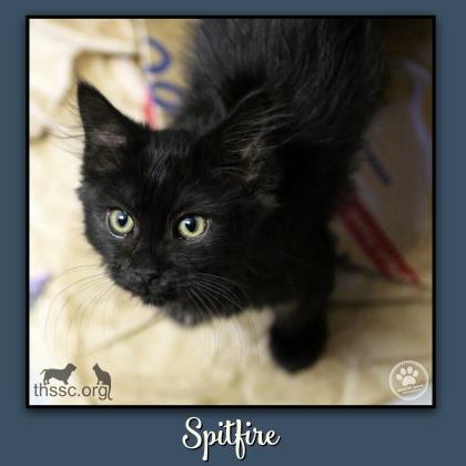 Spitfire