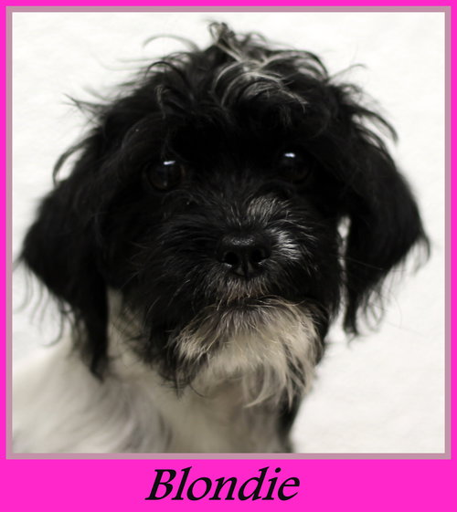 Blondie