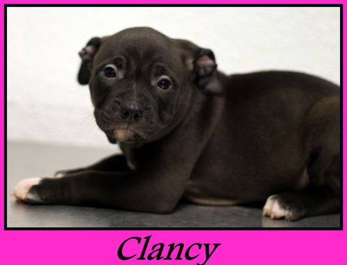 Clancy