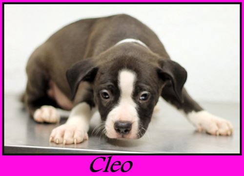 Cleo