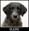 Slash