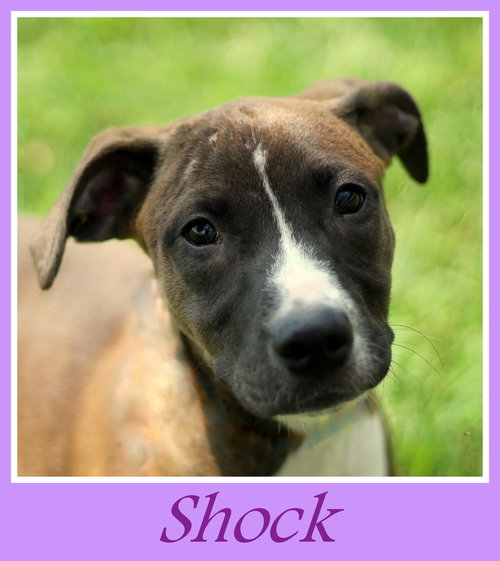 Shock