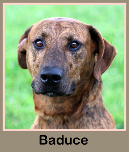 BaDuce