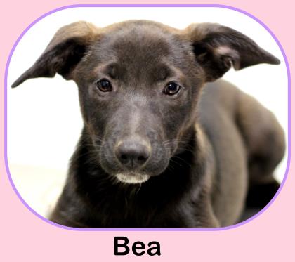 Bea