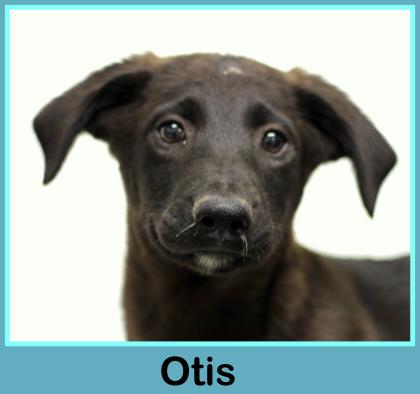 Otis