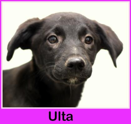 Ulta