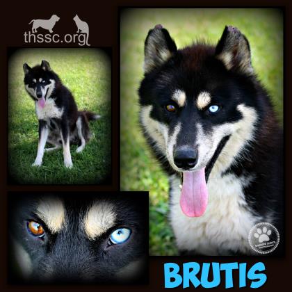 Brutis